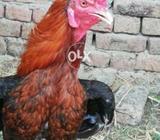 Mashallah full active