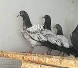 Teddi bachay saithwalay