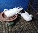 Tely Ckop Bredr Pear