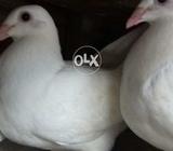 Waite jarman resar chikx