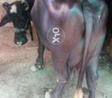 2 din ke soy 16 kg dood hn bhot achi nasal nali ravi ke hn