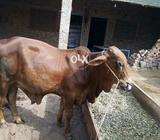 Bail for sale sahewal nasal