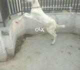 Beautiful tedda for sale