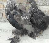 Darak brahm pair