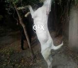 Gholabi male only 5 month