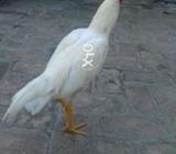 Hera ptha 6 manth