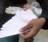 Kasni chap nar