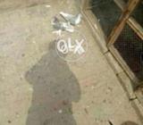 Kasni sherazi feer full ok hai Full and final price