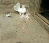 Laka male full bara breder full ok price full and final