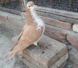 Lal sherazi togha