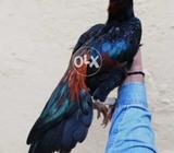 Long tail lakha patha