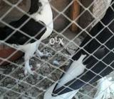 Male and female sia