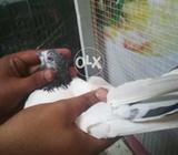 Pair 4sale kalsiray kabutar