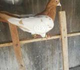 Peela khal guldar male 4 + 3 show