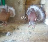 Rabina tail for sela