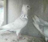 Sabz goly piar for sel