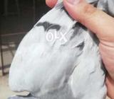 Silver bared m sy 5 kli m pth kaling