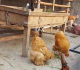 Goldan baff havi andy pe ane wali ha