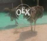 Ostrich 8 month old