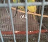 This is very beautiful birds