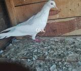 White eyes pathi