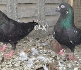 Zaakh pair