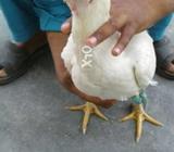 اصیل مرغی ایک دفعہ انڈے دے چکی ھے