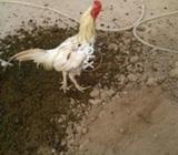 اصیل مرغا ھے ایک سال چار ماہینے کا