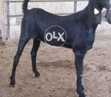 بیتل اور راجن پوری پٹھیاں اور دوندی بکریاں فوری کیش پر ہمیں سیل کریں