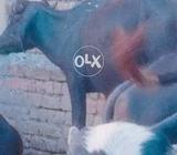 10 kattay for sale in GUJJAR KHAN RWP