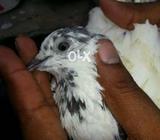 35 wala kaboter