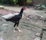 Ahsil patha thi cars hai