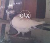 Ali Wala male zbrdst