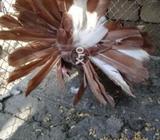 Amircan fntill pejan mill