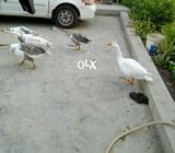 Bara batak 5 are available