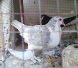 Baredr pear gandadar