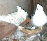 Beautiful setinet breader pair