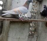 Bhot acha kasad pair ha