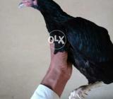For sale loction rwp