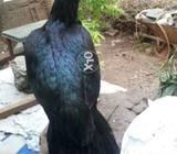 For sale only Call msg