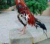 Full white nok lags eyes