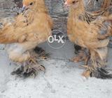 Golden brama pair