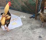 Healthy and Active pair