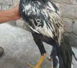 Java beautiful patha