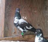 Kabra pair r racer pathay