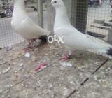 Kalduma pair in green eyes