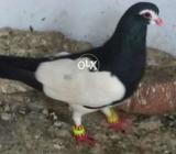 Kali khal mada katardar