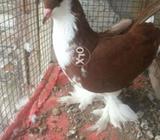 Lahori sharazi.big size mal