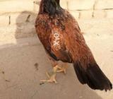 Lakhi murgi