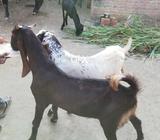 Makha China & kamori jora